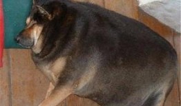 胖犬来爆料最新,娱乐圈幕后那些不为人知的秘密