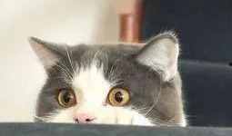 最新爆料肥猫,揭秘娱乐圈背后的惊人真相