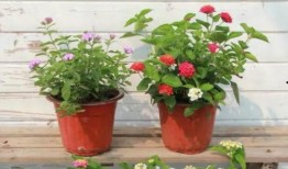 黑喵早期爆料视频大全最新,揭秘娱乐圈幕后真相