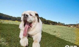 胖犬来爆料最新,娱乐圈幕后那些不为人知的秘密